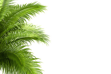 palm leaf isolated on white background