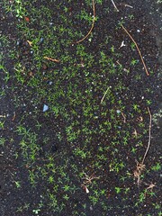 Retro and nostalgic streets of Habu Port town on Izu Oshima Island, Japan
