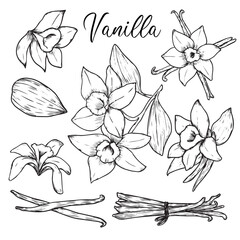 Set of hand drawn vanilla flowers outline drawing illustration