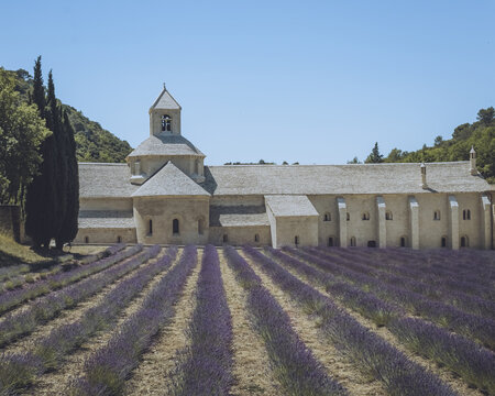 View of lavender fields in full bloom lead the eye to the ancient S&eacute;nanque Abbey under a clear sky, a serene blend of nature and architecture, Gordes, Provence-Alpes-C&ocirc;te d'Azur, France.