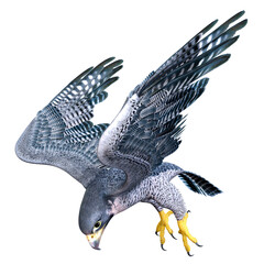 3D Rendering Falcon Bird on White