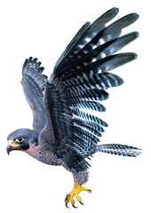 3D Rendering Falcon Bird on White