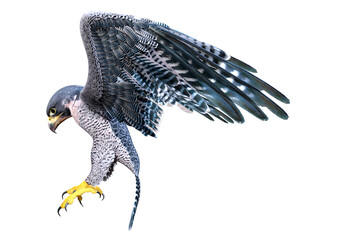 3D Rendering Falcon Bird on White