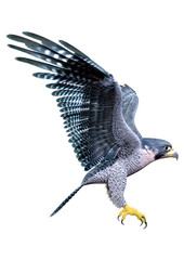 3D Rendering Falcon Bird on White