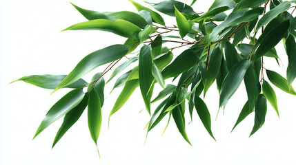 Obraz premium Close-up of vibrant green leaves from a ficus tree, highlighting their delicate details and refreshing beauty. This image captures the essence of nature's elegance