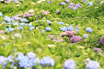 一面に咲いているアジサイ