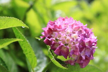 雨上がりのアジサイ