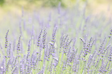 全盛期のラベンダー