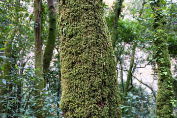 Forest trees growing covered in green moss