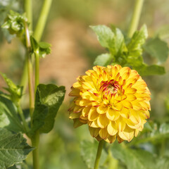 Yellow dahlia with red tips 