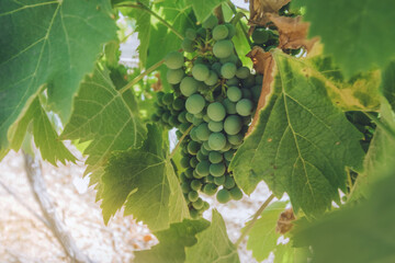 View of unripe green grapes hanging amidst lush foliage, dappled sunlight filtering through leaves, promising future harvest, Luberon, Provence-Alpes-Côte d'Azur, France.