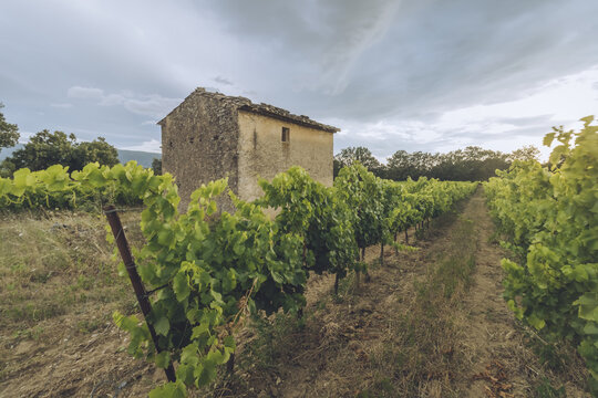 View of an old stone building stands nestled amidst vibrant green vineyards under a dramatic sky, Luberon, Provence-Alpes-C&ocirc;te d'Azur, France.
