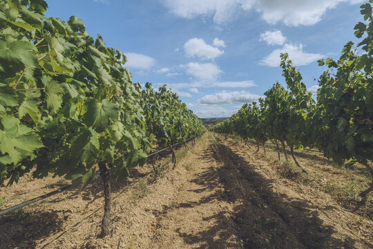View of rows of grapevines stretch into the distance under a blue sky dotted with white clouds, showcasing the agricultural landscape, Luberon, Provence-Alpes-C&ocirc;te d'Azur, France.