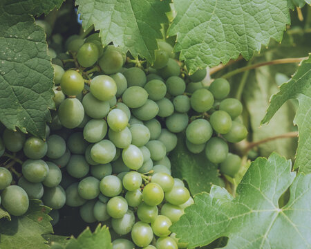 View of a bunch of green grapes hanging amidst lush green leaves, their rounded forms catching the sunlight, a promise of sweet, juicy fruit, Luberon, Provence-Alpes-C&ocirc;te d'Azur, France.