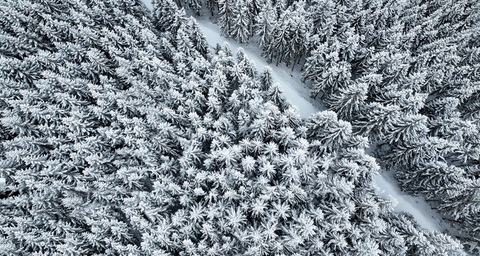 Top view aerial landscape of dense snow covered evergreen forest with winding winter road. Cold season nature background with frosted trees, white snow texture and natural pattern. Ideal for winter - Powered by Adobe