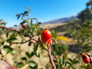 "Organic medicinal rosehips on a bush - source of Vitamin C."