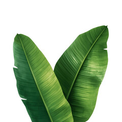 tropical banana leaves