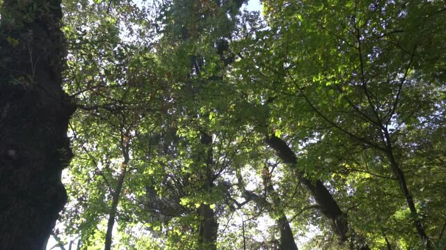 Alberi