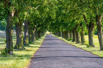 Obraz premium A tranquil alley of deciduous trees stretches along the asphalt road, bathed in sunlight. Green leaves create a peaceful canopy, inviting leisurely strolls or drives.