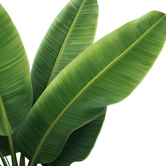 tropical banana leaves 