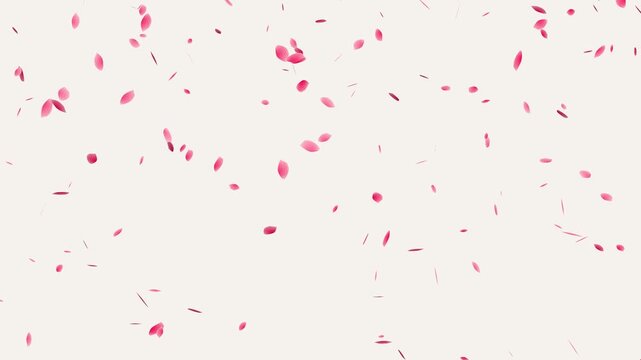 dynamic rose petal shower effect with chroma key white background. realistic pink flower petals raining down for video overlay.