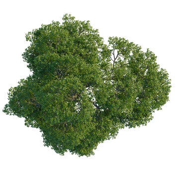 Nyssa biflora tree plan, top view, cutout, 4K PNG, isolate, Lush green tree with dense foliage on transparent background