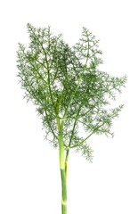 Studio shot,  Fresh Green Fennel Plant with Feathery Leaves on White Background