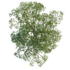 Salix caroliniana tree plan, top view, cutout, 4K PNG, isolate, Vibrant green tree with lush foliage on transparent background © DH Tree Stock