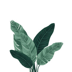 tropical banana leaves