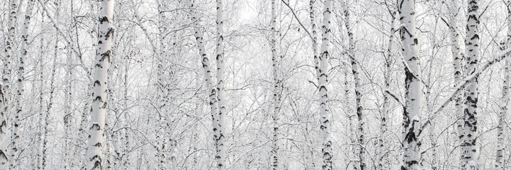 Fototapete Birkenwald A birch forest in winter, covered in frost, against the backdrop of a blue sky at sunset  © Torkhov
