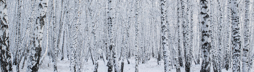 A birch forest in winter, covered in frost, against the backdrop of a blue sky at sunset