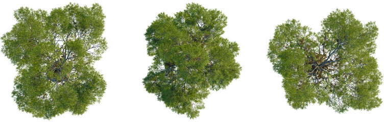 Taxodium distichum tree plan, top view, 4K PNG, cutout, isolate, Three lush green trees with dense foliage on transparent background © DH Tree Stock