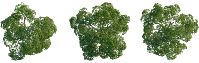 Celtis laevigata tree plan, top view, 4K PNG, cutout, isolate, Three lush green trees with dense foliage on transparent background