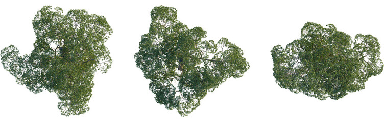 Fototapeta premium Fraxinus caroliniana tree plan, top view, 4K PNG, cutout, isolate, Three green tree tops with leaves on transparent background