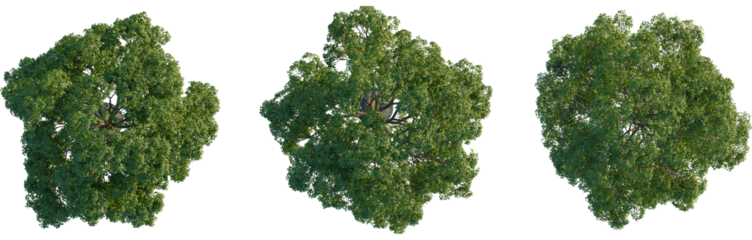 Quercus michauxii tree plan, top view, 4K PNG, cutout, isolate, Three lush green trees with dense foliage on transparent background