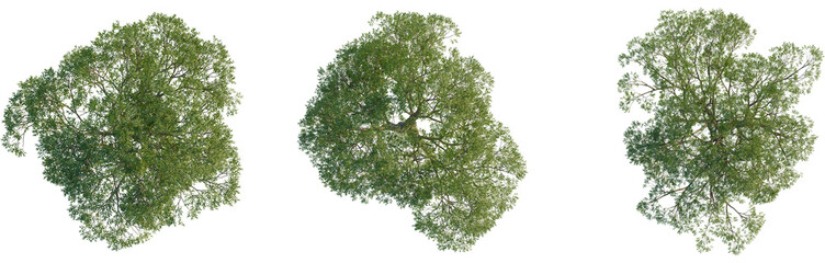Salix caroliniana tree plan, top view, 4K PNG, cutout, isolate, Three green trees with lush foliage on transparent background © DH Tree Stock