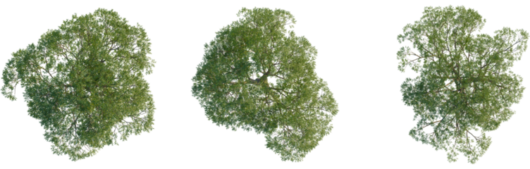 Salix caroliniana tree plan, top view, 4K PNG, cutout, isolate, Three green trees with lush foliage on transparent background
