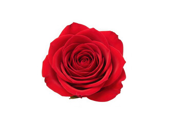 Naklejka premium Single Red Rose Flower Isolated on Black Background