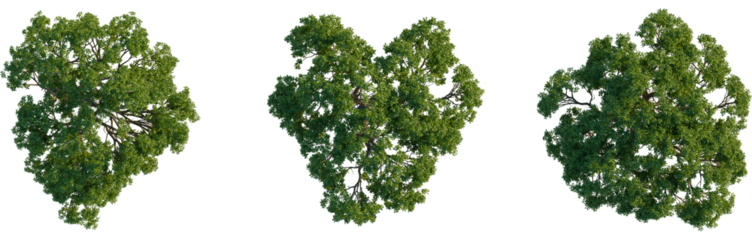 Avicennia marina tree plan, top view, 4K PNG, cutout, isolate, Three lush green trees with dense foliage on transparent background