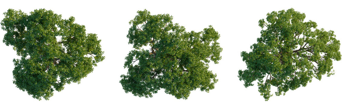 Avicennia marina tree plan, top view, 4K PNG, cutout, isolate, Three green trees with lush foliage on transparent background