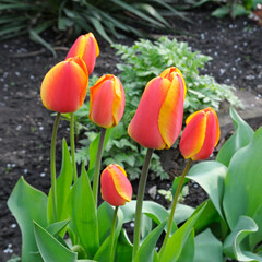 Vibrant Red and Yellow Tulips Blooming in a Spring Garden