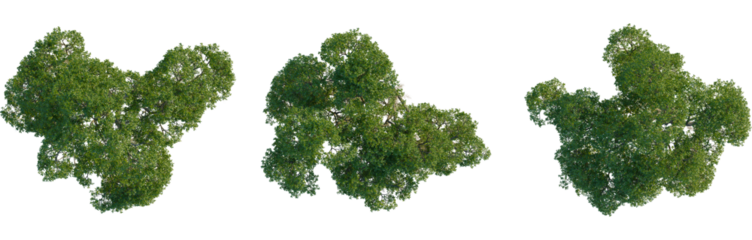 Nyssa biflora tree plan, top view, 4K PNG, cutout, isolate, Three green tree tops for nature backgrounds and designs