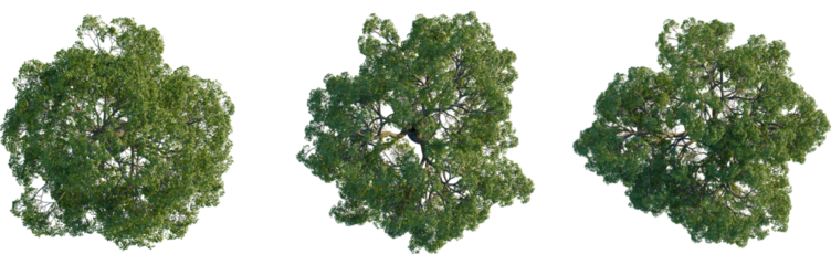 Quercus michauxii tree plan, top view, 4K PNG, cutout, isolate, Three green trees with lush foliage on transparent background