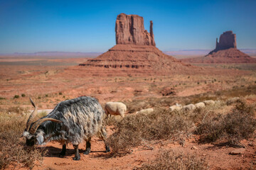 Navajo sheep grazing in Monument Valley, USA, with iconic sandstone buttes softly blurred in the background. Traditional pastoral life in the desert landscape of the American Southwest.