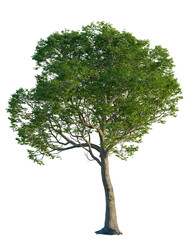 Obraz premium Celtis laevigata tree, front view, cutout, 4K PNG, isolate, Majestic tree with lush green leaves on transparent background