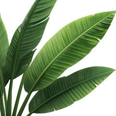 tropical banana leaves 