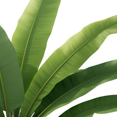 tropical banana leaves 