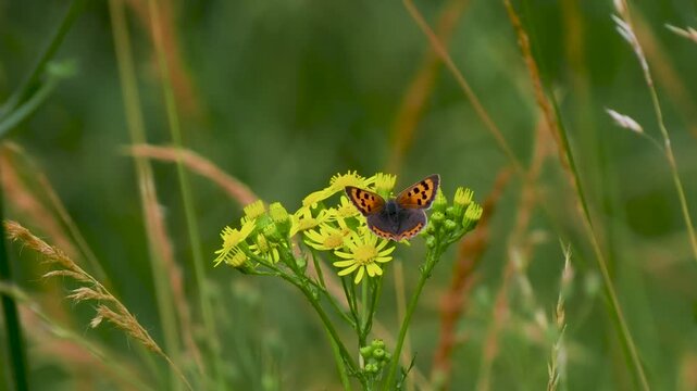 Small copper butterfly ( Lycaena phlaeas ) on a ragwort