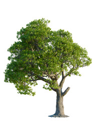 Obraz premium Myrsine lessertiana tree, front view, cutout, 4K PNG, isolate, Mature tree with lush green leaves on transparent background