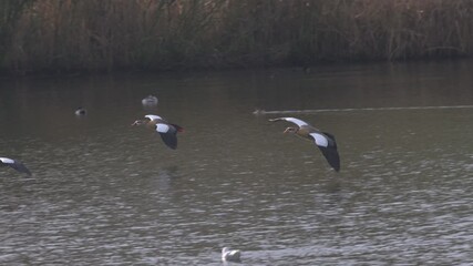 Egyptian Geese (Alopochen aegyptiaca) landing on a lake and immediately turning aggressive. December, Kent, UK [Slow motion x5]